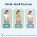Illustration of a pregnant woman with fetal heart locations marked at different weeks of pregnancy.